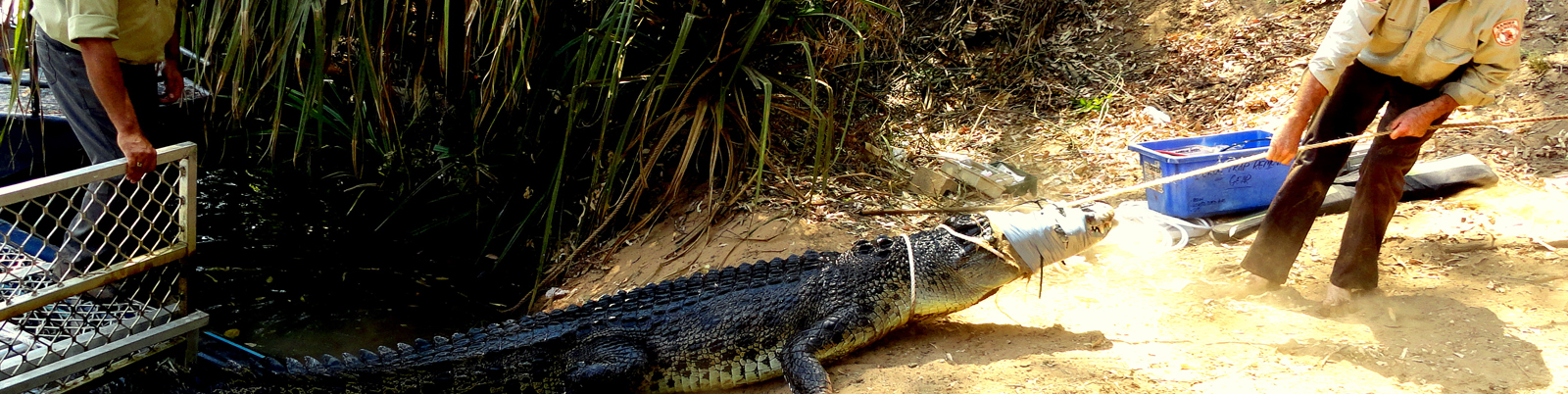 Captured Saltwater Crocodile