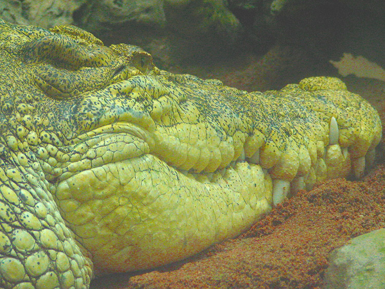 Saltwater Crocodile head