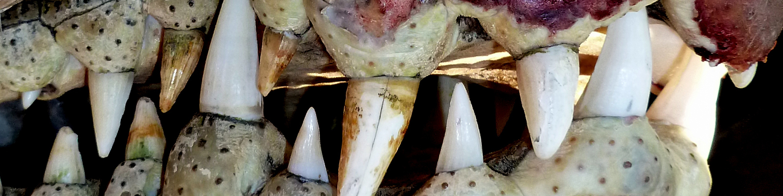 Saltwater crocodile teeth