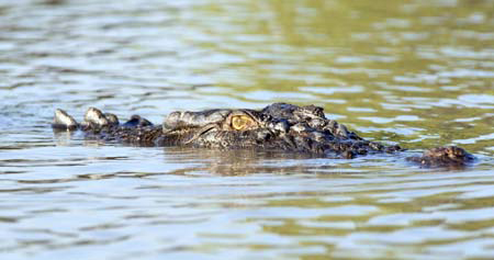 Croc swimming eyes