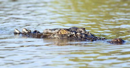 crocodile eyes in water