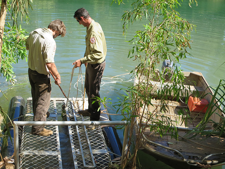 Trapping crocodiles