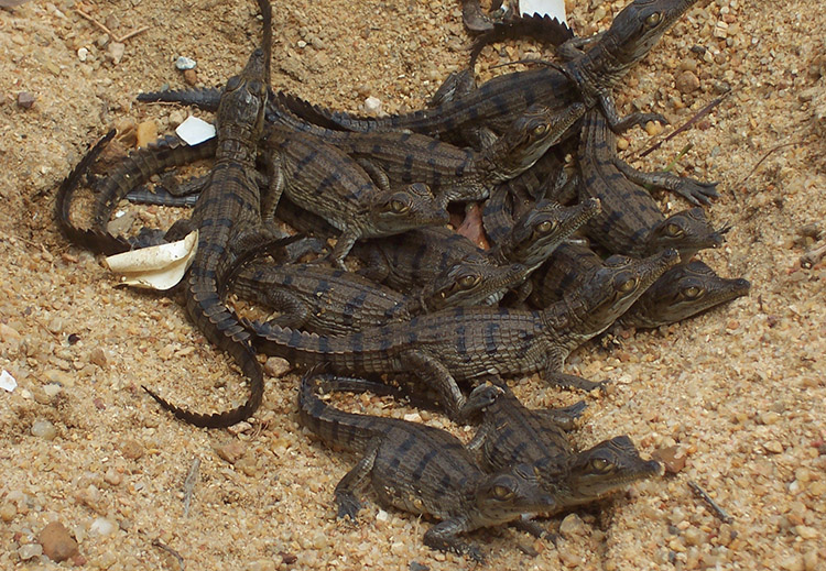 hatchlings