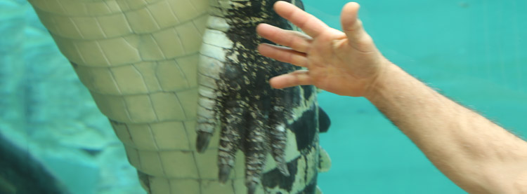 Hands Crocodile