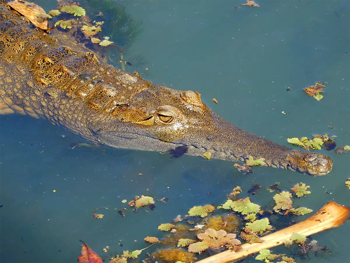 Freshwater Crocodile head