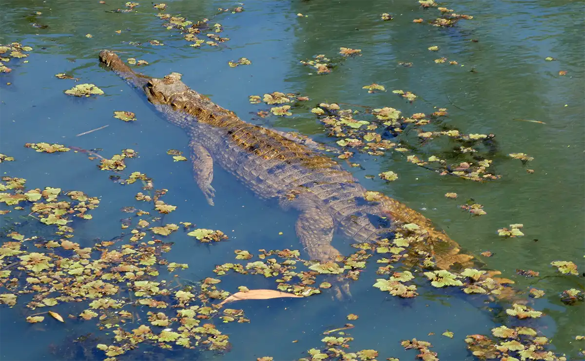 Freshwater Crocodile