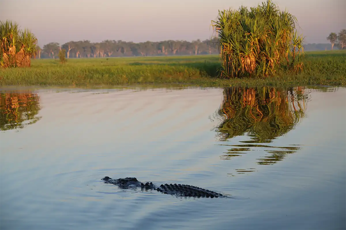 Saltwater Crocodile sunning